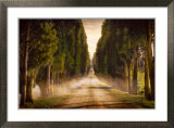 Cypress Lined Road II, Siena Tuscany Posters by Jimmy Williams