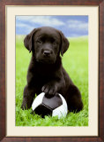 Labrador Poster