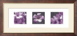 Plumeria Prints by Tony Koukos
