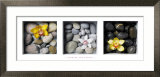 Flowers and Stones Posters av Dave Brullmann Flowers and Stones Posters av Dave Brullmann