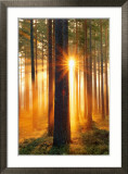 Rayons de soleil en forêt Affiches