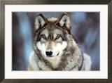WWF - Grauer Wolf Kunstdruck