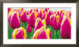 Tulips Posters by Jan Lens