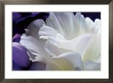 Lisianthus Art by Amalia Veralli