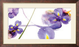 Lucid Iris II Posters by S & R Rasheed