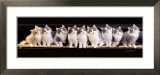 Keith Kimberlin - Klassical Kittens - Poster Keith Kimberlin - Klassical Kittens - Poster
