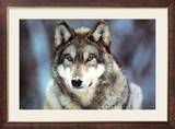 WWF - Grauer Wolf Foto
