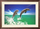 Delfine Poster