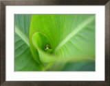Leaf II Prints by Ortwin Klipp
