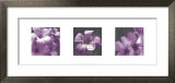 Plumeria Affiches par Tony Koukos