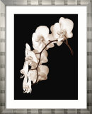 La danza de las orquídeas II Póster por John Rehner