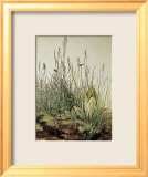 Herbe haute Affiche par Albrecht Dürer