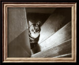 Cat in the Stairs Affiches par Marie Babey