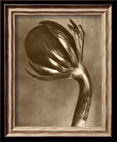 Sepia Botany Study VI Plakater av Karl Blossfeldt