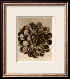 Sepia Botany Study II Plakater av Karl Blossfeldt