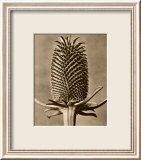 Sepia Botany Study III Plakater av Karl Blossfeldt