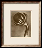 Sepia Botany Study VI Affiches par Karl Blossfeldt