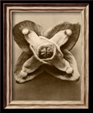 Sepia Botany Study V Posters av Karl Blossfeldt