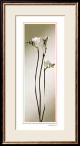 Freesia Posters par Edoardo Sardano