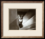 Cat in the Stairs Plakater av Marie Babey Cat in the Stairs Plakater av Marie Babey