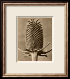 Sepia Botany Study III Posters av Karl Blossfeldt