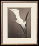 Callas Prints by Laurie Eastwood