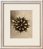 Sepia Botany Study IV Posters av Karl Blossfeldt