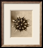 Sepia Botany Study IV Poster par Karl Blossfeldt