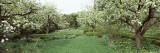 Trees in a Garden, Ellwanger Garden, Rochester, Monroe County, New York State, USA Photographic Print by Panoramic Images 