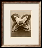 Sepia Botany Study V Posters par Karl Blossfeldt