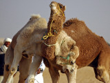 Camels Fight During the 36th Sahara Festival of Douz, Southern Tunisia Photographic Print