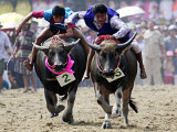 Jockeys Race in the 133 Rd Annual Traditional Water Buffalo Race in Chonburi Province, Thailand Photographic Print