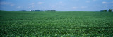 Soybean Crop in a Field, Tama County, Iowa, USA Photographic Print by Panoramic Images 