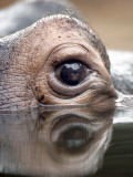 Eye of Hippo at Season Opening of Zoom Erlebniswelt Adventure Park in Gelsenkirchen, Germany Photographic Print