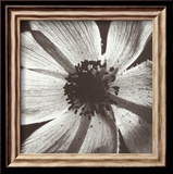 Anemone I Poster par Graeme Harris