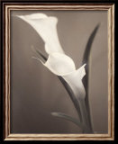 Arums Art par Laurie Eastwood
