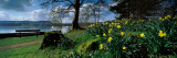 Daffodils at the Lakeside, Lake Windermere, English Lake District, Cumbria, England Lámina fotográfica por Panoramic Images Daffodils at the Lakeside, Lake Windermere, English Lake District, Cumbria, England Lámina fotográfica por Panoramic Images