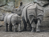 Rhinoceros and Her Youngster Hang Out in their Outdoor Enclosure at the Tierpark in Berlin Fotografie-Druck