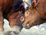 Two South Korean Bulls Lock Horns in the 2005 Bullfighting Festival in Seoul, South Korea Lámina fotográfica