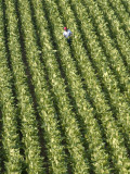 Farm Worker is Makes His Way across a Burley Tobacco Field Pulling Suckers from the Plants Photographic Print