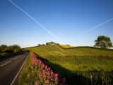 Valerian Wildflowers at the Roadside, Near Strangford, County Down, Ireland Photographie