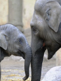 Four Month Old Elephant and Her Mother are Pictured in Hagenbeck's Zoo in Hamburg, Northern Germany - Fotografik Baskı