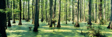 Cypress Trees in a Forest, Shawnee National Forest, Illinois, USA Photographie par Panoramic Images 