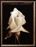 Bouton de rose Affiches par Alan Majchrowicz