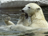 Polar Bear Cub Plays with His Mother in their Pool During Hot Weather at the Zoo in Stuttgart Photographic Print