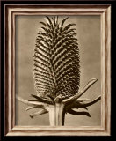 Sepia Botany Study III Plakater av Karl Blossfeldt