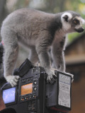 Ring Tailed Lemur Sitting on a TV Camera During a Press Call in Hagenbeck's Zoo in Hamburg Photographic Print