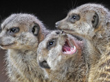 Meerkats Seated by a Heating Lamp in a Zoo in Freiburg , Southern Germany - Fotografik Baskı Meerkats Seated by a Heating Lamp in a Zoo in Freiburg , Southern Germany - Fotografik Baskı