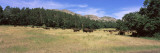 American Bison Grazing on Landscape, South Dakota Highway 87, Custer State Park, South Dakota Photographic Print by Panoramic Images 