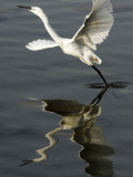 Egret Takes Off from River Ganges in Haridwar, India Photographic Print
